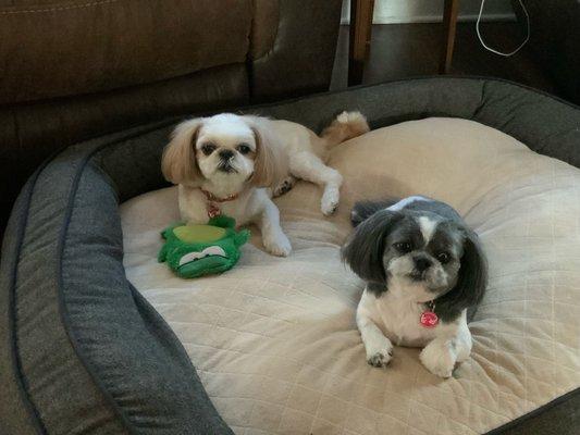 My two girls lve to visit Emilio, the expert groomer at Albertson Pet Center! They do exactly what I want every time and they're gorgeous.