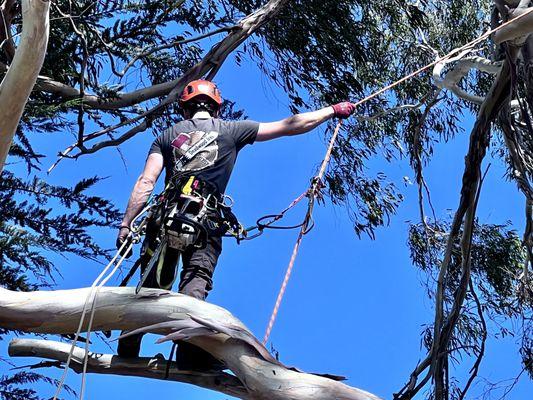 Deadwood Tree Service