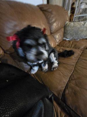 Place 4 Paws Pet Sitters And walkers