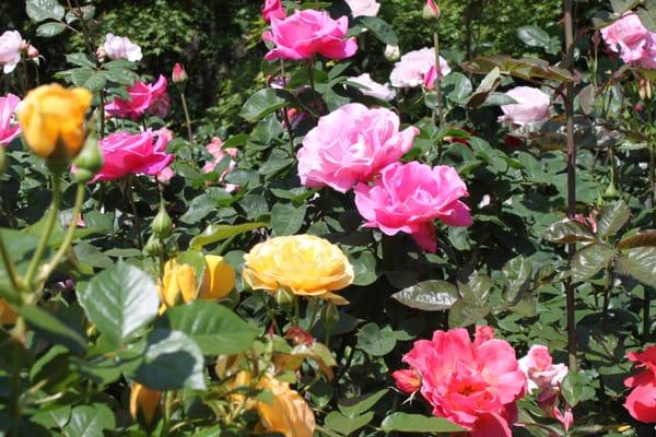 Monte Verde Landscaping & Lawn Care