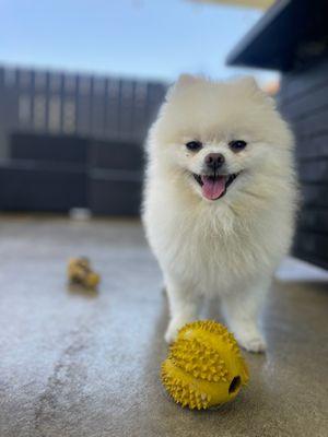 Family Dog Consulting