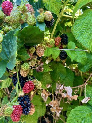 Thornless Blackberries