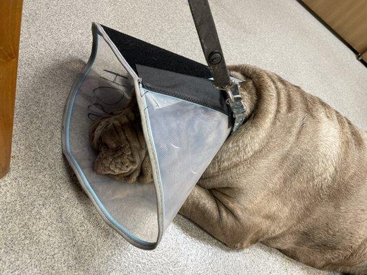 Spring Hill Veterinary Clinic