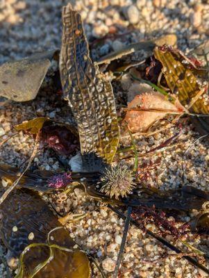 Sea urchins we found washed up