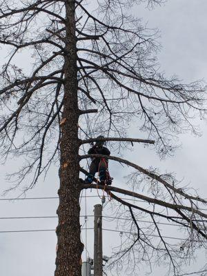 Technical spruce removal near power lines, roadway, sidewalk, and adjacent property. Limited drop zone and obstacles safely managed
