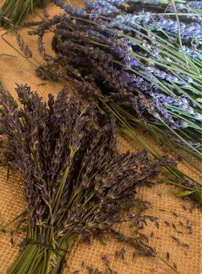 Freshly picked lavender for our wreaths