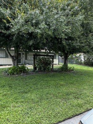 Trimmed the bottom of trees to raise them.