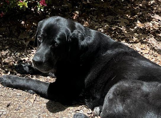 Crossroads Veterinary Hospital