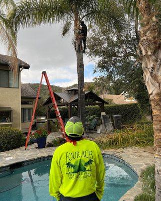 Four Aces Tree Service