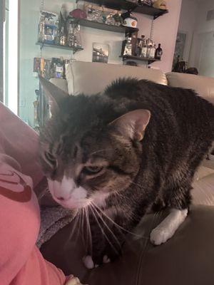 Capone- does he look perfectly healthy to you?