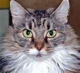 Animal Clinic Northeast