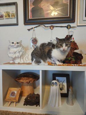 That beautiful mushroom from Evergreen! We will be adding lights in thr box eventually.( Guess which feline is the imposter Ziggy Starcat?)