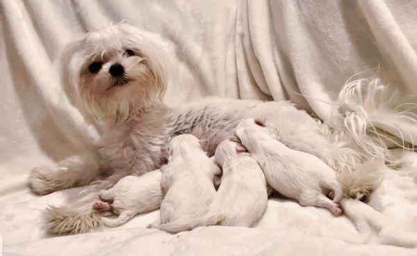 Diamond and her litter