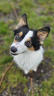 Dog Training Camp USA