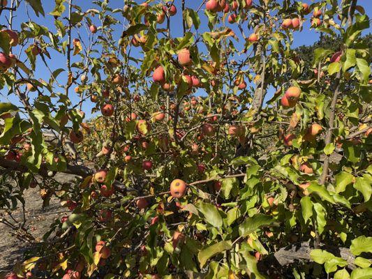 Chileno Valley Ranch