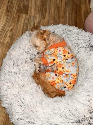 Humane Society of Westchester
