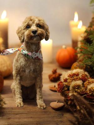 Picture Perfect Grooming Inc