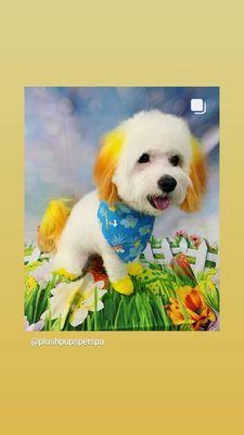 Plush Pups Pet Boutique and Spa