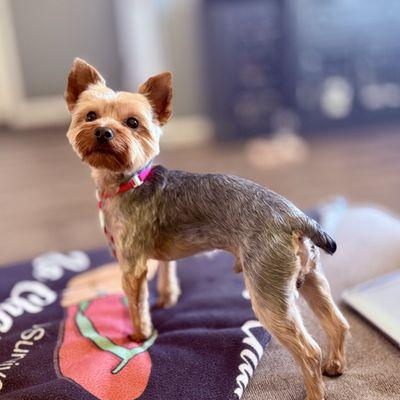 Woof Gang Bakery & Grooming