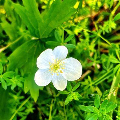 Mud Creek Conservation Area