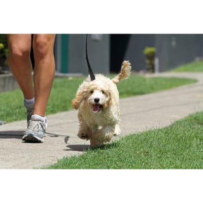 TLC Pet Pals - Arlington Heights