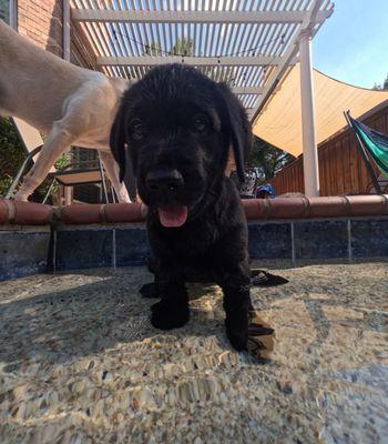 Take Me Home Pet Rescue