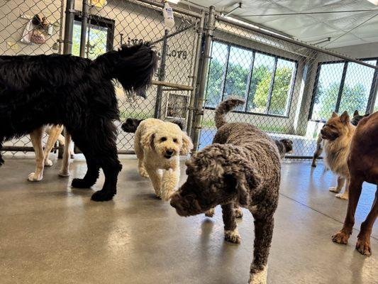 Beverly's Pet Resort