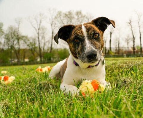 2nd Chance 4 Life Rescue