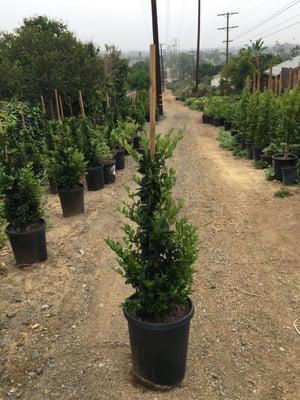 El Rancho Growers Nursery