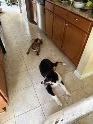 Furever Vets Urgent Care & Pet Resort