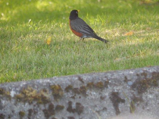 Red Robin out foraging, Sunday 25 June 2023.