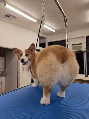 Bien Perro Dog Grooming