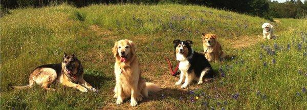 Soulmates Animal Care