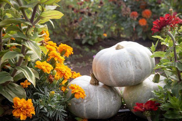 Well Rooted Produce & U Pick