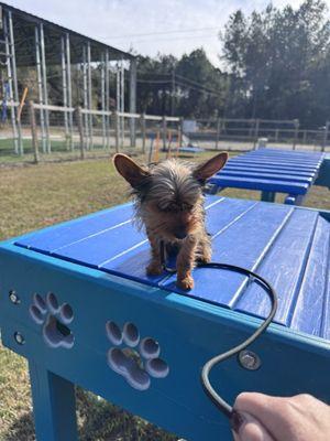 Wild Child Dog Training