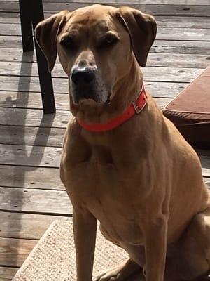 Muddy Paws Cleaning Services