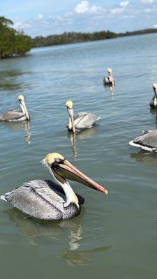 Captain Griffin's Fishing Charters and Tours