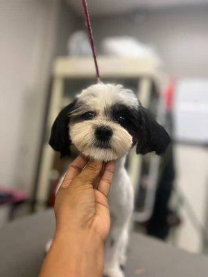  he was nervous at first, but then became comfortable right away! He knew he was in good hands