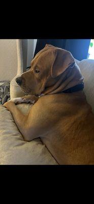 Caro Veterinary Clinic