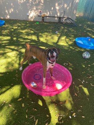 Summer days at Petopia!