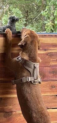 Arkansas Animal Care Clinic