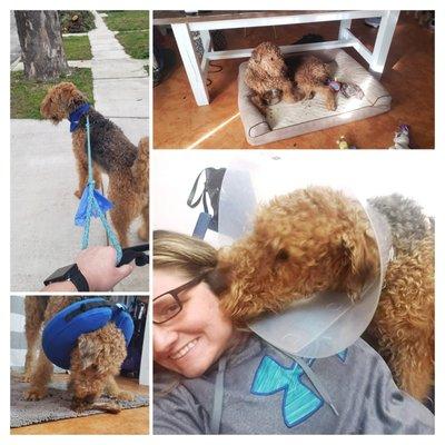 Sherman needed to be fixed so Shamrock K-9 had the honor of giving him lots and lots of luv during his recovery boarding.