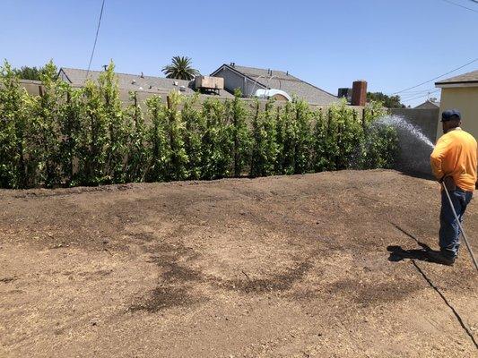 Ortegas Gardening and Tree Services