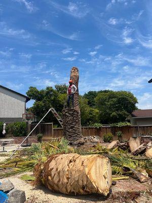 Sonoma Tree Service Pro