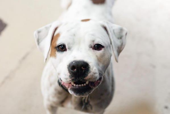 My Fairy Dawg Mother Rescue