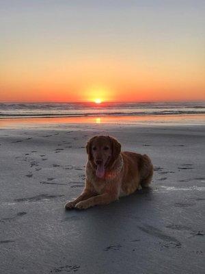 Keenah the shop dog.