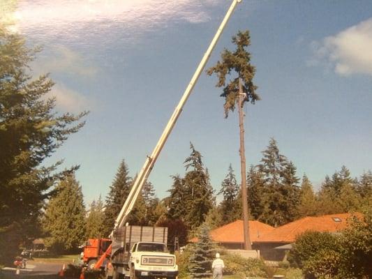 Town & Country Tree Experts