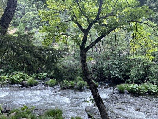 Dunsmuir Botanical Gardens
