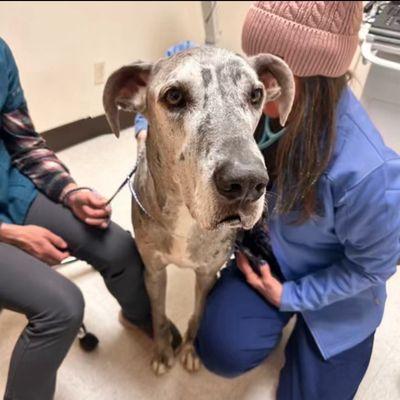 A few photos received from Dr. Baker during my pets care