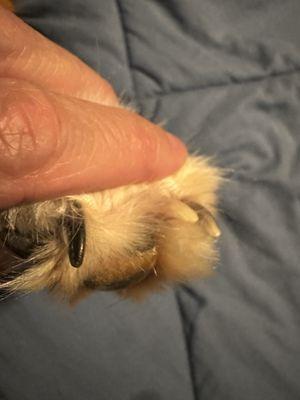 Doggie Stylez Pet Grooming